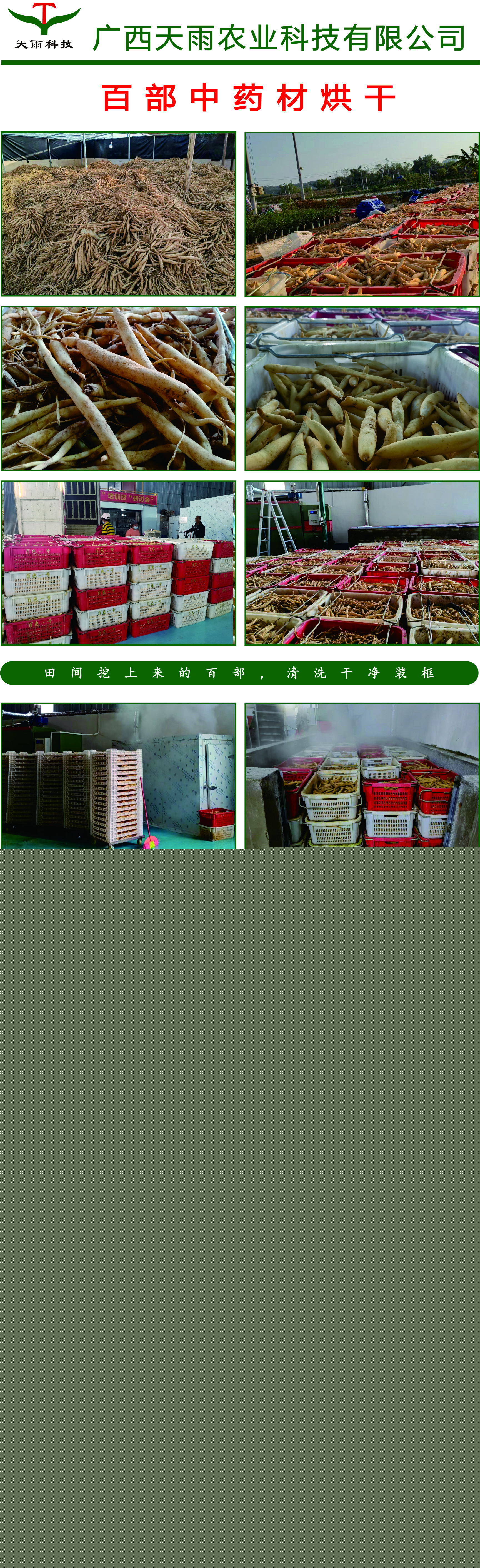 百部烘干.jpg